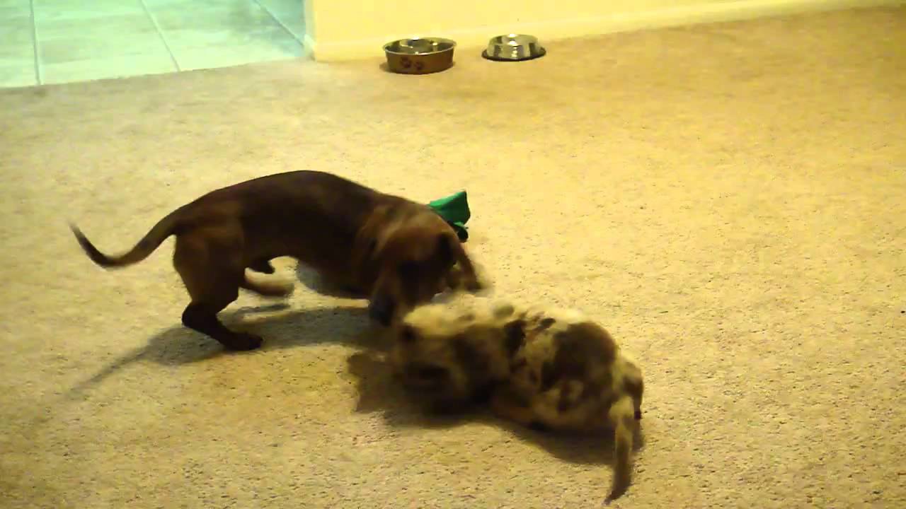 andre and sierra playing.