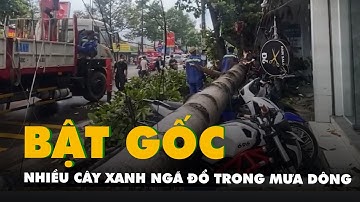 Nhiều cây xanh cao lớn bật gốc, ngã đổ trong mưa dông ở Biên Hòa