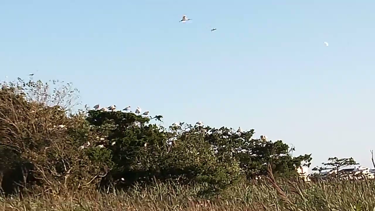 Ocean City Welcome Center Birding