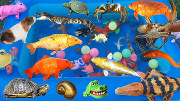 Bạn Thỏ Đi Bắt Cá Trên Chiếc Xe Màu Vàng Gặp Con Rồng Nam Mỹ, Bắt Cá Koi, Cá Sấu, Chuột, Lươn, Ếch