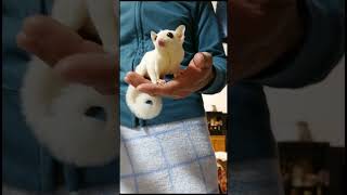 Cute White Sugar Glider acted unexpectedly! ! what happened? ? ?