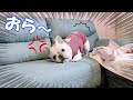 興奮し過ぎてソファから落ちる犬【フレンチブルドッグ frenchbulldog】