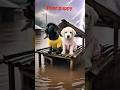 Two puppy's are laughing after seeing him drowning in water.#shorts #shortsfeed #Hindicartoonai2.o