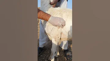 حقن الإبر تحت الجلد في الأغنام أو الماعز 