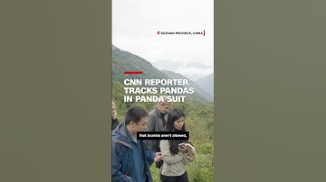CNN reporter tracks pandas in panda suit