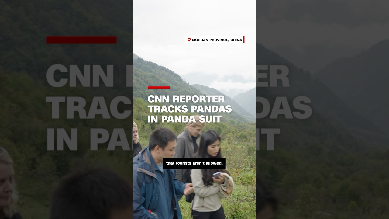 CNN reporter tracks pandas in panda suit