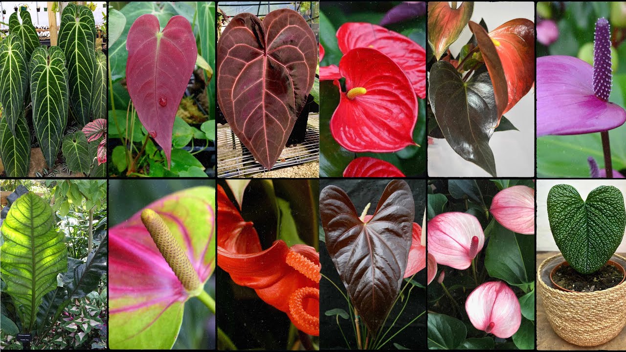 ANTHURIUM PLANT VARIETIES - Plants Weekly - YouTube