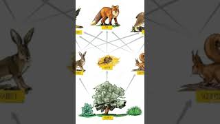 prey-predator cycle@BiologicalFact8