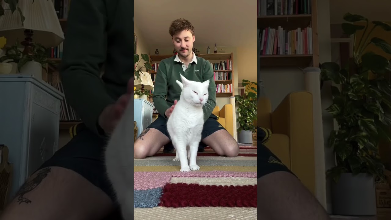 Accidentally Found My Cat’s On Switch #fyp  #foryou  #cutecat #funnycat