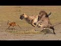 Lion Save Newborn Impala From Leopard Attack | Leopard Attack Fail !