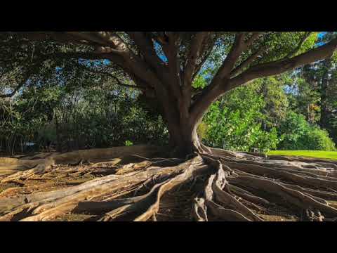 Méditation de l'Arbre de la Présence