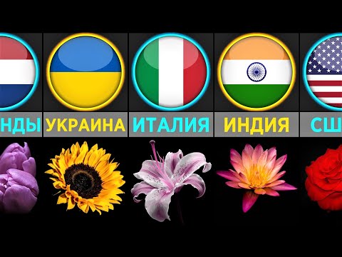 Цветы // Национальные Символы Стран (Сравнение)