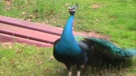 Peacock Sounds and Displays