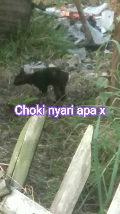 Choki nyari apa x.. #trendingshorts #fypviral #masukberanda #jangkauanluas #catshorts #catlovers