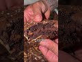 Slap Ya Mama Good Brownies 