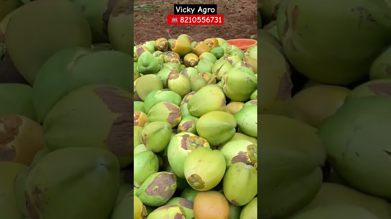 Andhra Pradesh Srikakulam A Grade Tender Coconut Today Loding| Wholesale Local Supplier