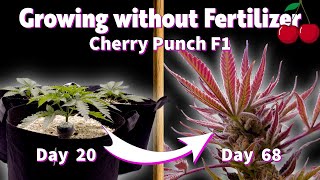 EVERYTHING I Did in FLOWERING – Lollipopping, Defoliation & Purple Buds (Living Soil)