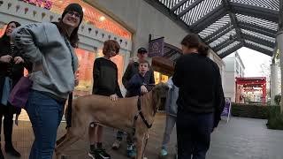 Cash 2.0 Great Dane at the Westfield outdoor mall 29