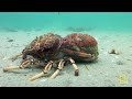 Entering the Game of Thrones | Savage Kingdom & World's Deadliest MEGA Episode | Nat Geo Animals