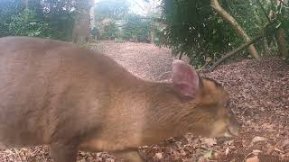 trail cam animal life365 Norfolk uk by trail cam animal life365 68 views 1 month ago 5 minutes, 50 seconds