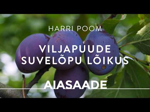Ploomipuu suvelõpu lõikus: õiged võtted | Harri Poom