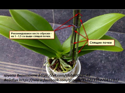 Видео: Грижи за паунови орхидеи - Научете как да отглеждате луковици от паунови орхидеи