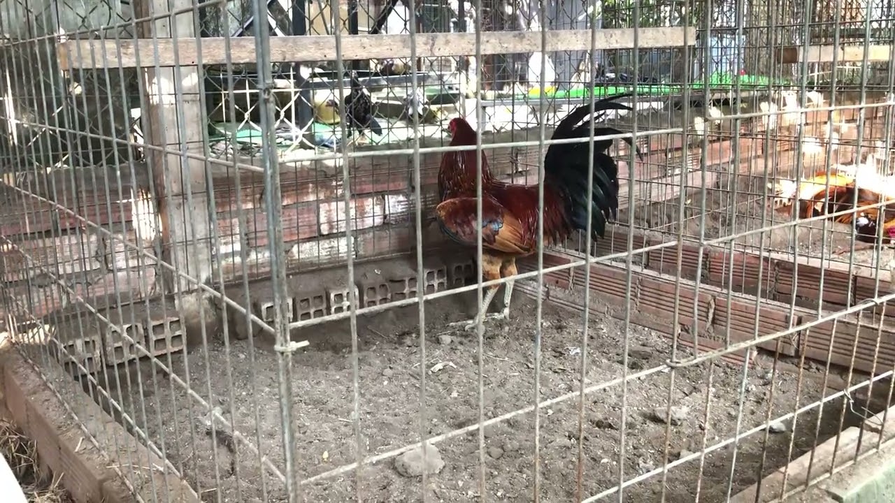 Gà việt - phương hướng lai tạo nâng cấp dòng ( phần cuối)