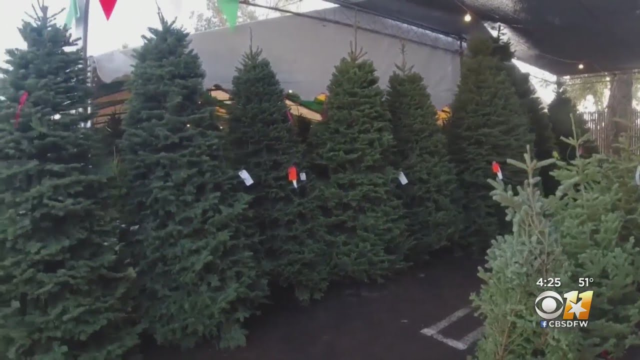 Gardening 101 Christmas trees YouTube