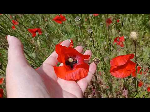 Field poppy: The good and bad sides of this plant