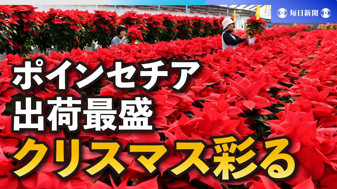 クリスマス彩るポインセチア、出荷最盛期に 熊本・山鹿 - YouTube