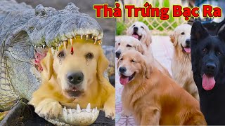Thú Cưng TV | Trứng Vàng và Trứng Bạc #45 | Chó Golden Gâu Đần thông minh vui nhộn | Pets smart dog