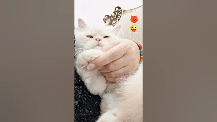 Video 7349891: cat funny entertainment animals, cat funny cute entertainment