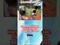 Harga Sayur Anjlok, Petani Bengkulu Buang Hasil Panen. #viralvideo