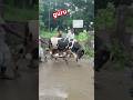 cow videos for kids 🐂l #shorts #shortvideos #short