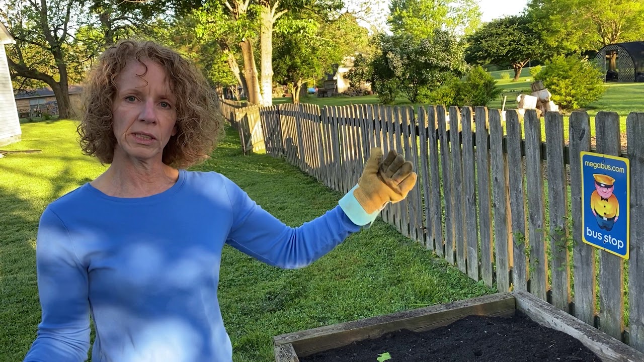 Planting Sweet Potato Slips