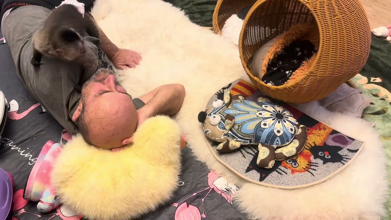 Николь  наконец-то дается Владу гладить, растет ЛЮБИМИЦА❤️