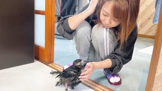カラスのささみ、換羽頑張ってます！