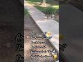 Sad Cat Moments|| #cat #sad #reels #reelsinstagram #shorts