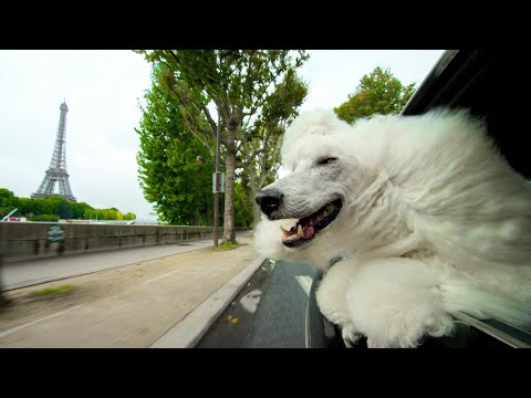 Video Why Dogs Stick Their Heads Out Of Car Windows | Pets: Wild At Heart | BBC Earth