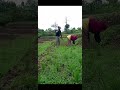 Membersihkan Rumput Bersama sama, Persiapan Berkebun