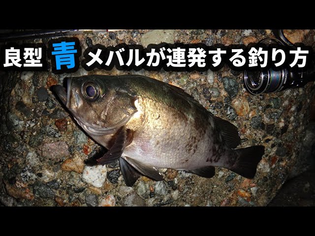 良型メバル連発 富山県東部の青メバル ブルーバック パターンフィッシング Youtube 良型メバル連発 富山県東部の青メバル ブルーバック パターンフィッシング Youtube