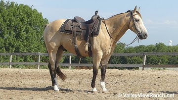 Docs Dualn Pep - easy walk, trail, dismount! - ValleyViewRanch.net