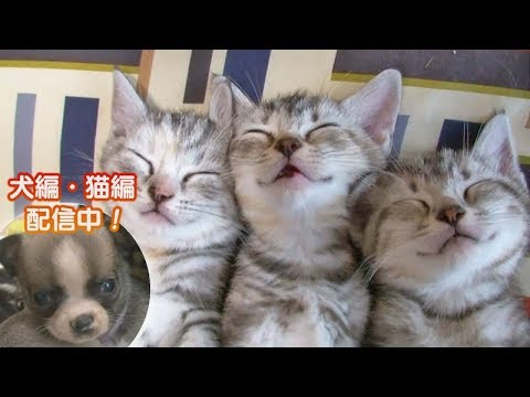 「どうぶつピース！！かわいい大図鑑」猫編（10）絶対に起きない！ ならば…… 他