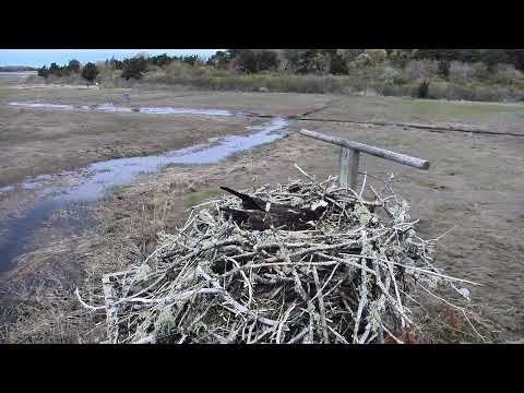 camera iphone 8 plus apk Cape Cod Museum of Natural History Live Stream
