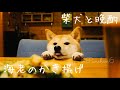 【柴犬と晩酌】海老のかき揚げとミートローフ