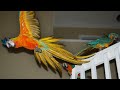 Indoor Flight Training Parrots Basics | BTT