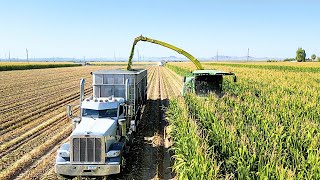 Chopping Corn