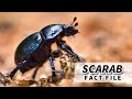 Scarab facts: BEETLES of the SCARABAEIDAE family | Animal Fact Files