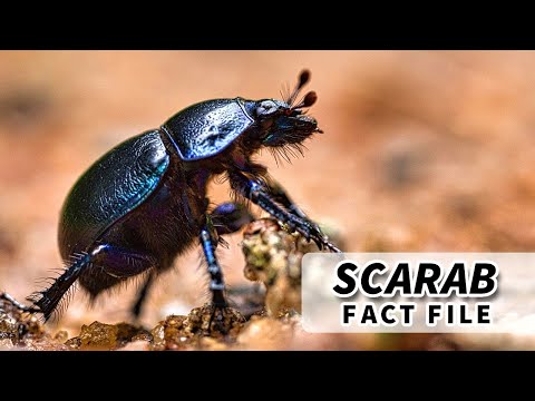 स्कारब तथ्य: SCARABAEIDAE परिवार के भृंग | पशु तथ्य फ़ाइलें