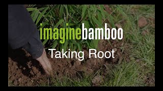 Imagine Bamboo: Taking Root